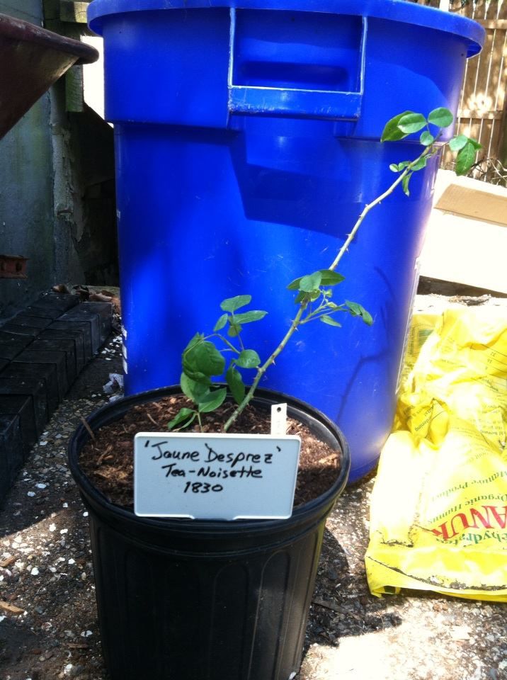  photo JauneDesprezApril26_zpscf3a3a72.jpg